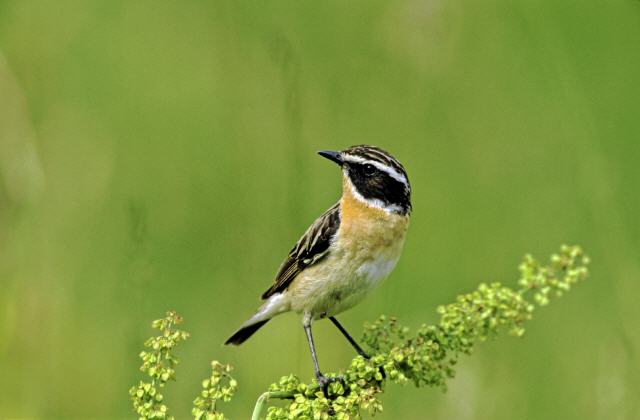 Foto: Erich Thielscher, piclaese.de